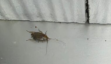 Ich weiß zum hundertsten mal, aber was sind das?