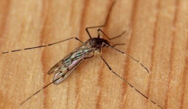 Mosquitoes Have Been Found in Iceland for the First Time