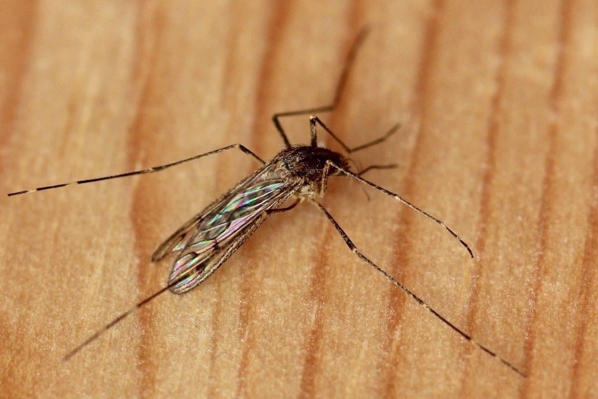 Mosquitoes Have Been Found in Iceland for the First Time