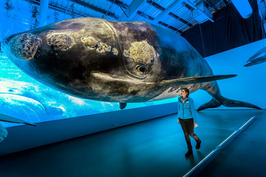 A person walking beside a life-size model of a whale in a blue-lit marine exhibition.