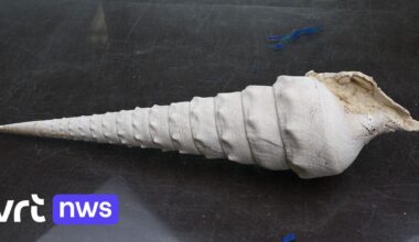 Fossiele reuzenslak vertelt hoe het weer bij ons was 45 miljoen jaar geleden: "Vergelijkbaar met Bahama’s nu"