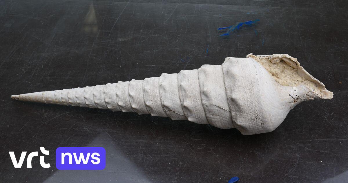 Fossiele reuzenslak vertelt hoe het weer bij ons was 45 miljoen jaar geleden: "Vergelijkbaar met Bahama’s nu"