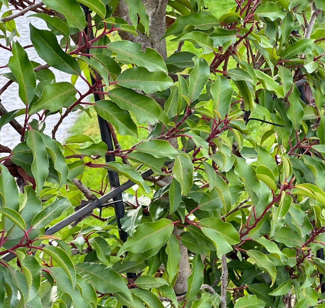 Was ist das für ne Pflanze