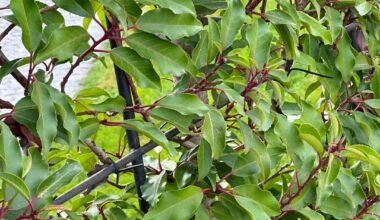 Was ist das für ne Pflanze