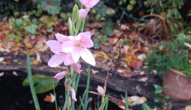 Farbwechsel Teichpflanze