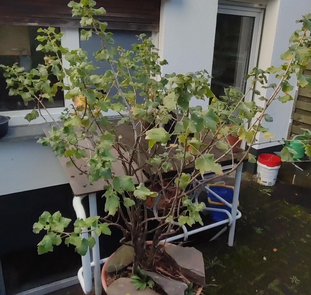 Schwarze Johannisbeere