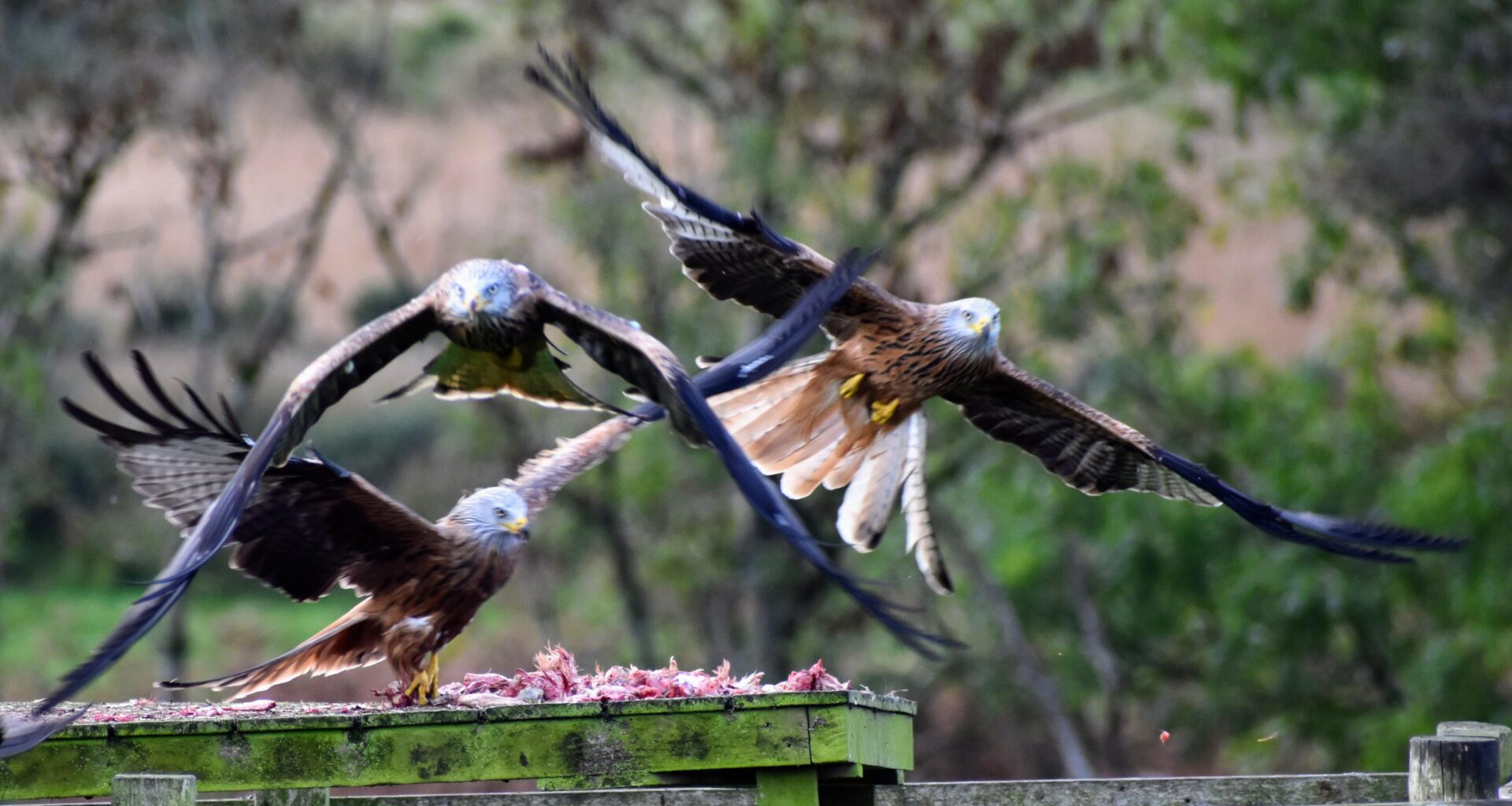 Red Kites