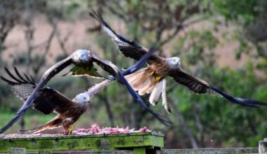 Red Kites