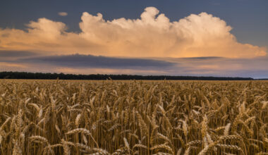 Magyarország két szövetségesével verhet szöget a nagy brüsszeli terv koporsójába