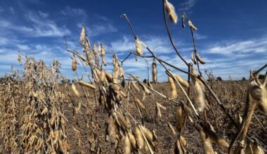Kentucky soybean harvest begins under shadow of China trade dispute