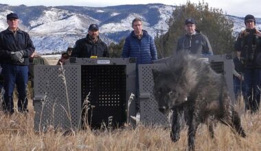 Trump administration tells Colorado wolves must come from U.S., not Canada