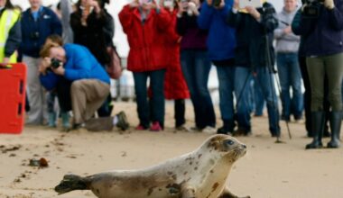 Arctic seals and more than half of bird species are in trouble on latest list of threatened species