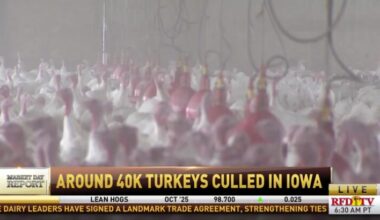 HPAI Outbreak Confirmed in Iowa Commercial Turkey Flock
