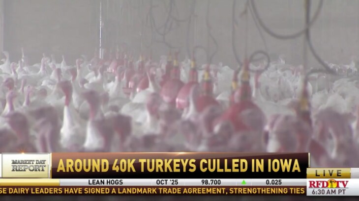 HPAI Outbreak Confirmed in Iowa Commercial Turkey Flock