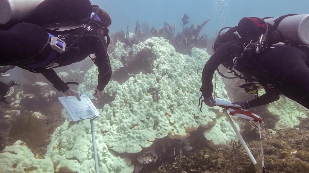 Ancient Florida species killed off by 2023 heat wave, study finds