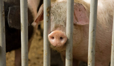 Honderden varkens in Nederland omgekomen door gas uit mestputten