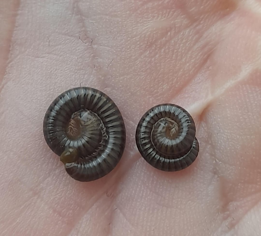 Gerade eben habe ich diese beiden kleinen Racker im Treppenhaus gefunden und vor die Tür gesetzt