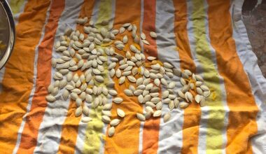 Aufbewahren von Kürbissamen