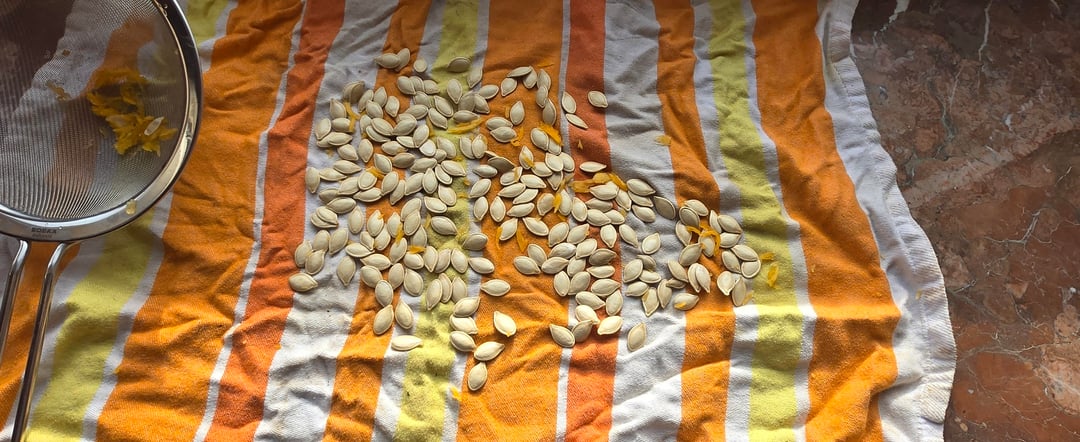 Aufbewahren von Kürbissamen