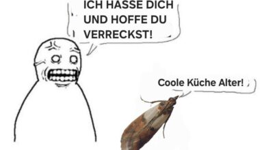 ich🦋iel