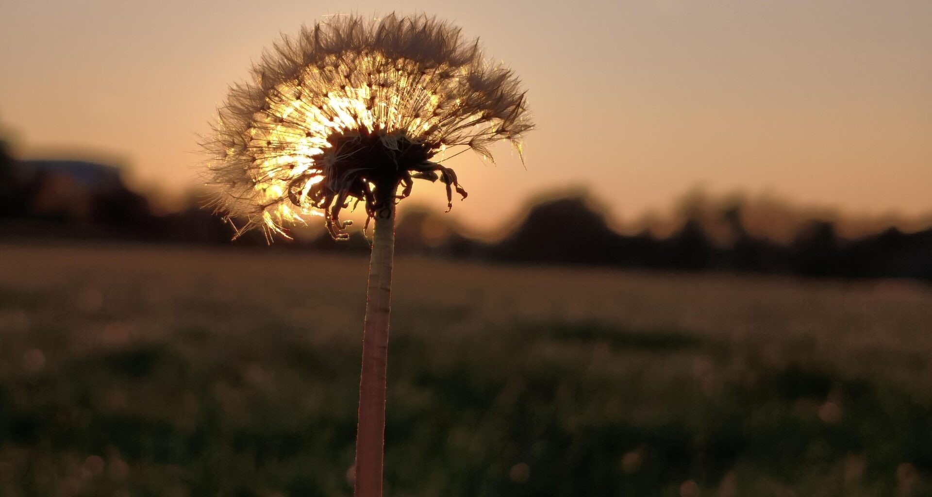 Sonnenuntergang und eine Pusteblume