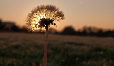 Sonnenuntergang und eine Pusteblume
