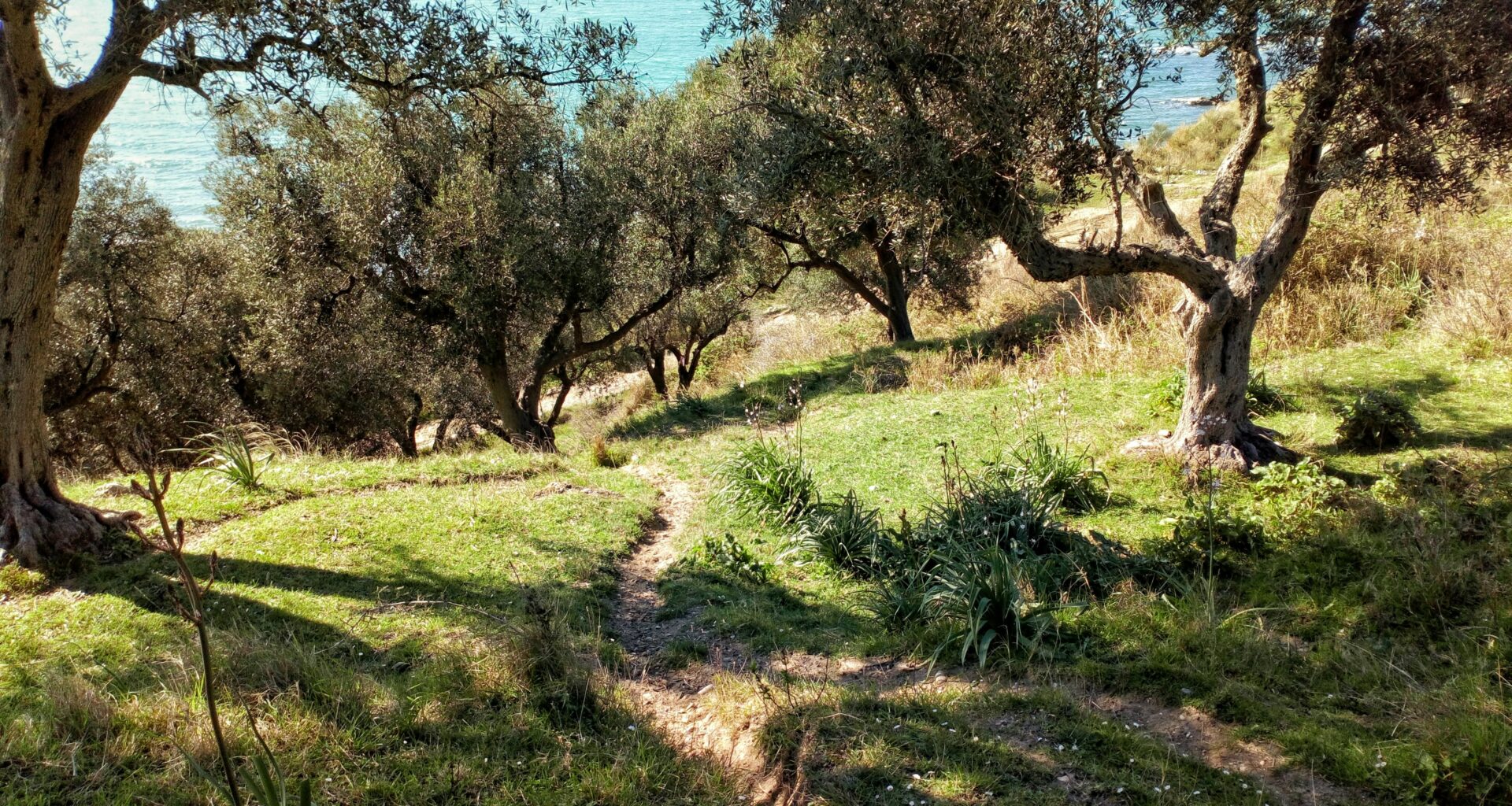 cover Festival celebrates Cyprus’ ancient olive trees