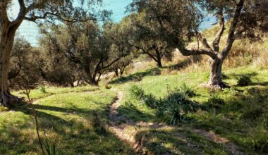 cover Festival celebrates Cyprus’ ancient olive trees