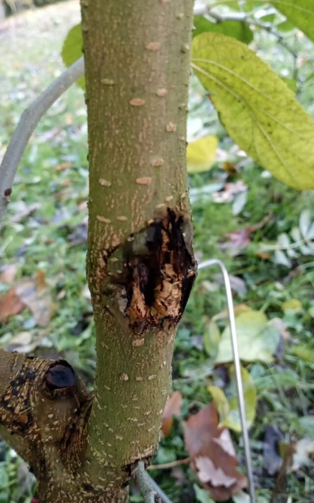 Hilfe bei Maulbeere, trockene Stelle am Baum entdeckt