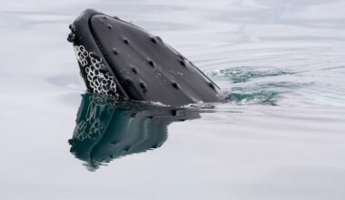 Iceland resumed whaling, but no one seems to want to do it anymore