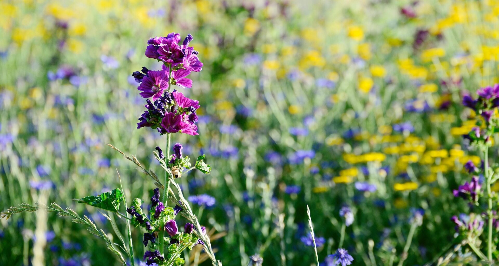 velebit botanical garden