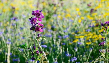 velebit botanical garden