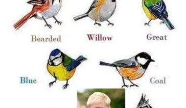 He is a Colossal one