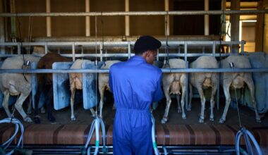 African migrants learn shepherding in Spain, in photos
