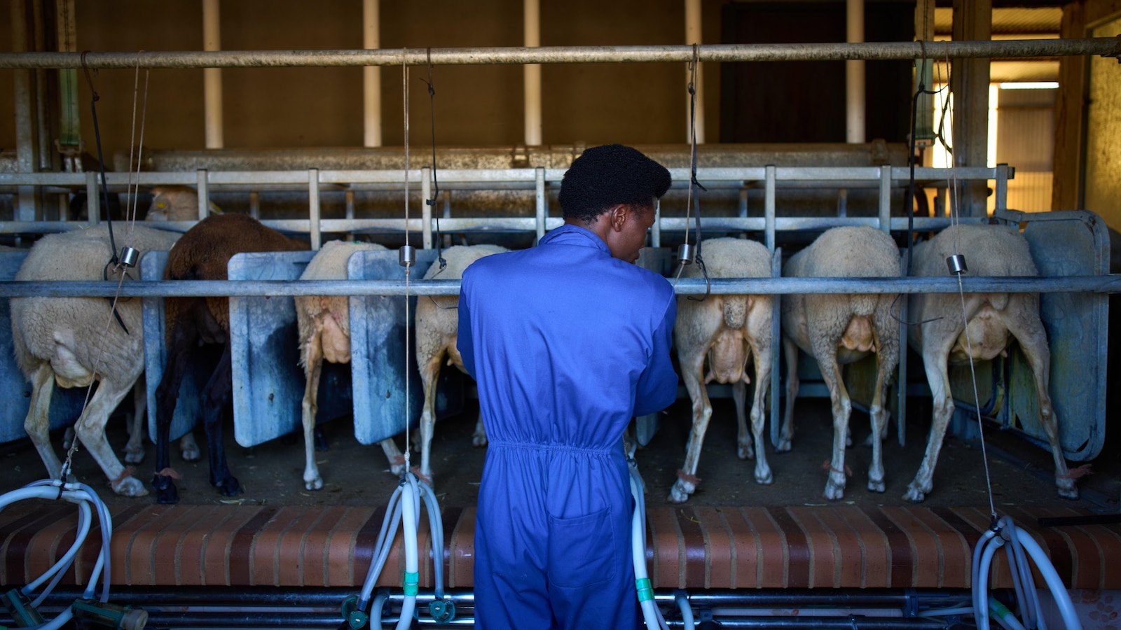 African migrants learn shepherding in Spain, in photos
