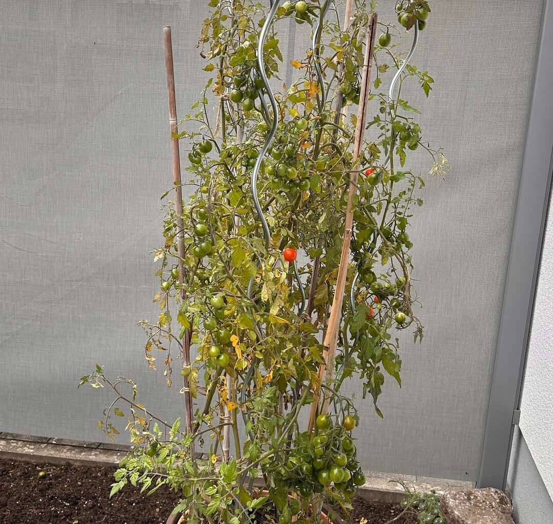 Reifen die Tomaten noch?