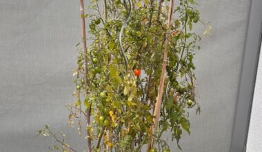 Reifen die Tomaten noch?