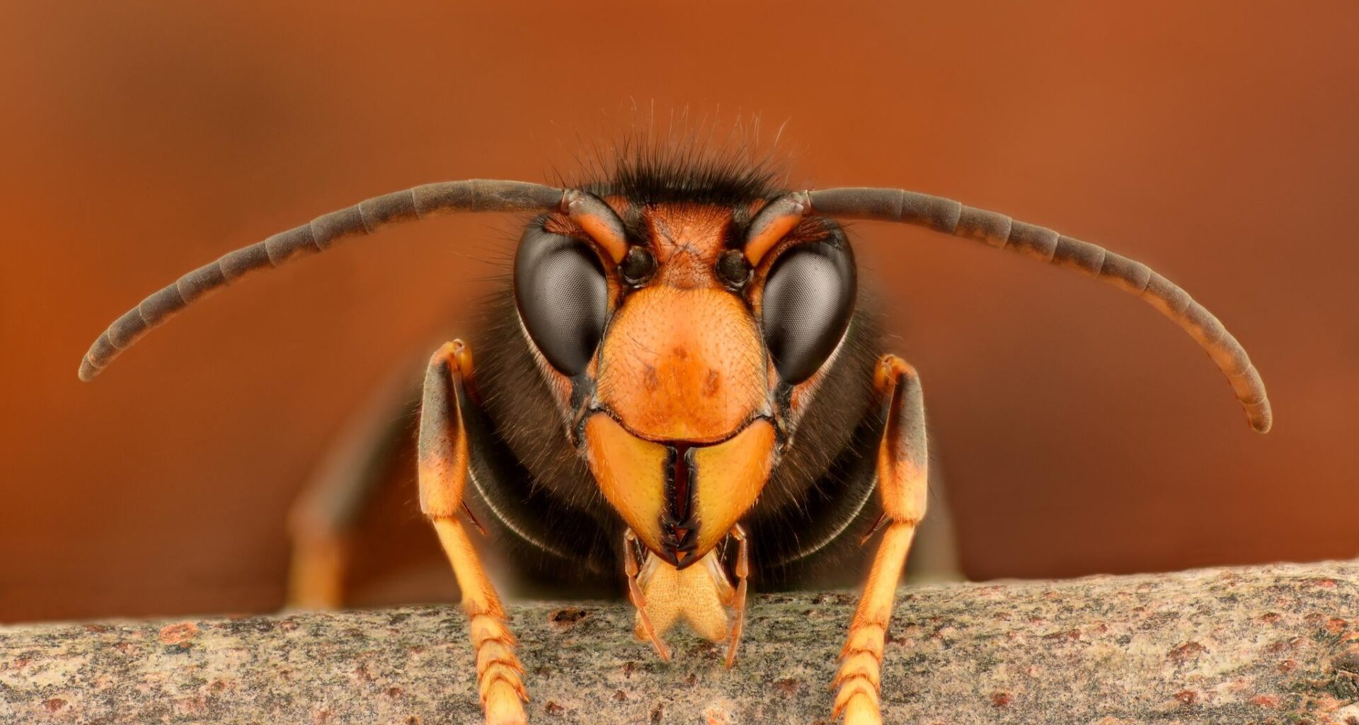 Vigilance urged following confirmed record of Asian hornet in Belfast