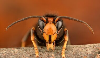 Vigilance urged following confirmed record of Asian hornet in Belfast