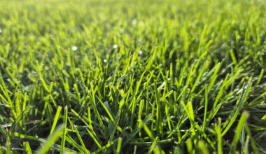 Wie hoch mäht ihr euer Gras?