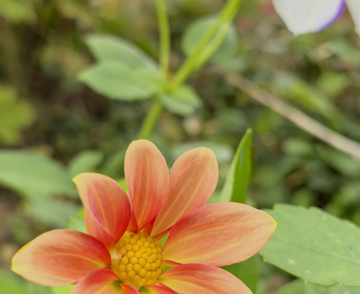 Dahlia Topmix Apricot