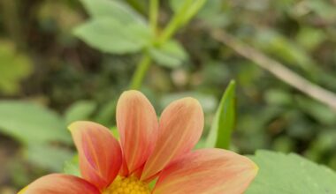 Dahlia Topmix Apricot