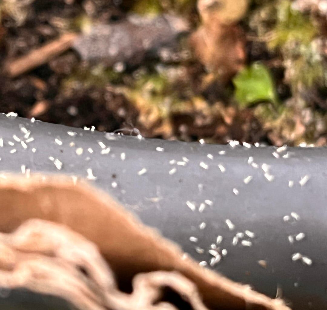 Welcher Schädling und was tun?