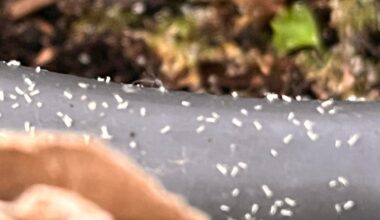 Welcher Schädling und was tun?