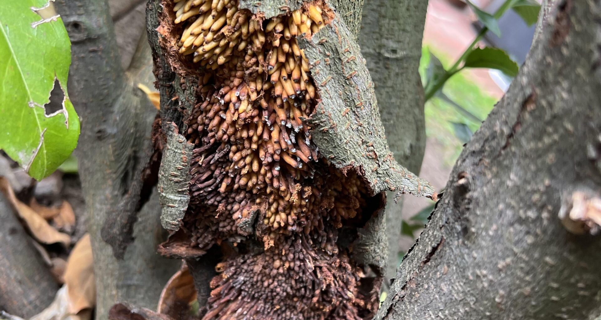 Was geht bei unserem Kirschlorbeer ab?