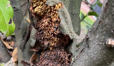 Was geht bei unserem Kirschlorbeer ab?