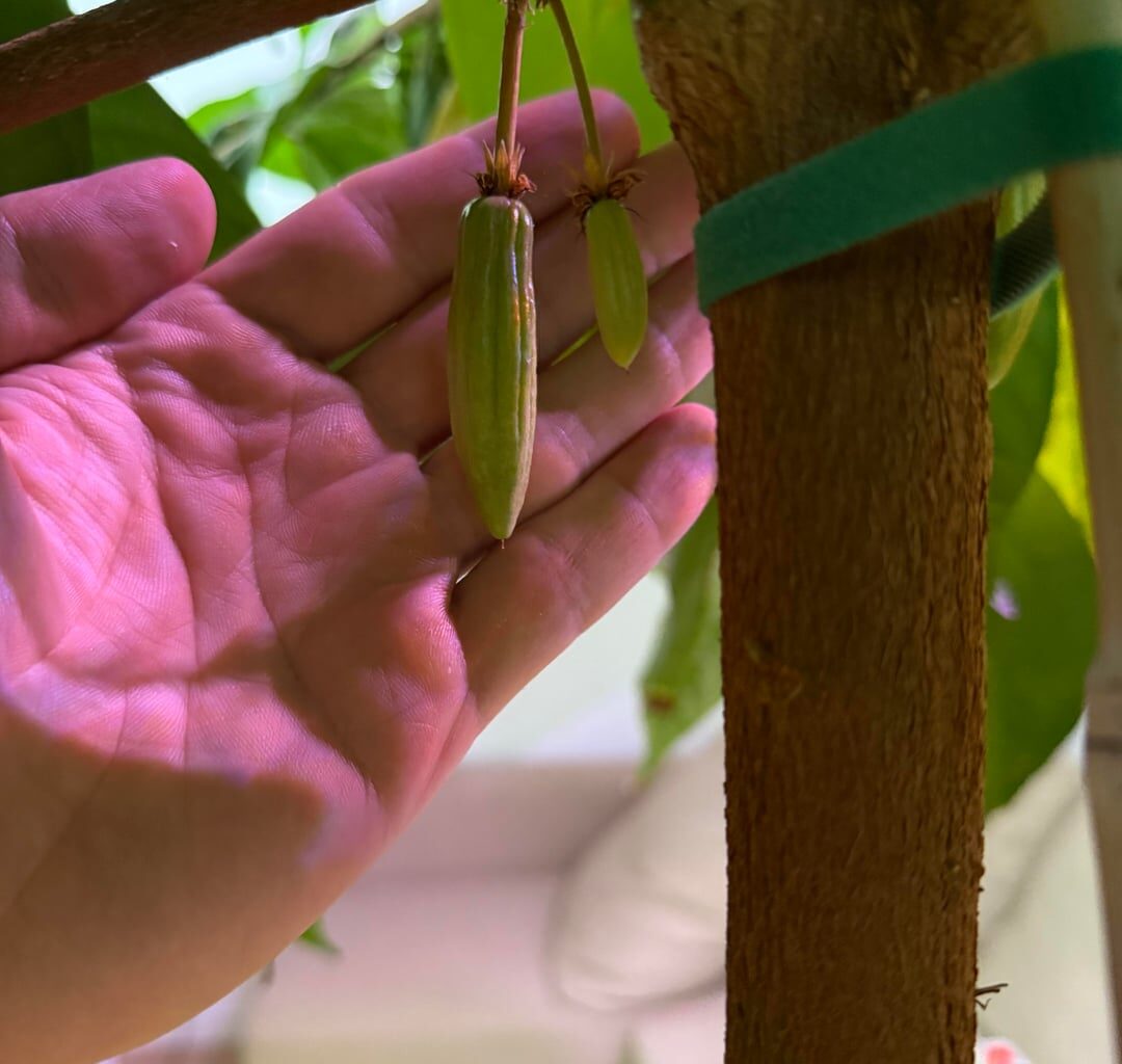 Mein Kakaobaum macht Kakao