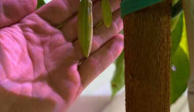 Mein Kakaobaum macht Kakao