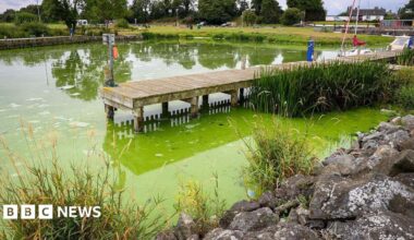How can Lough Neagh's blue-green algae problem be solved?
