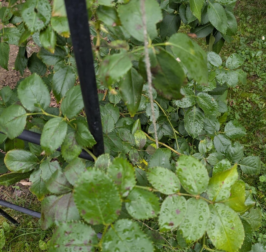 Was hat meine Rose und sollte ich was machen?